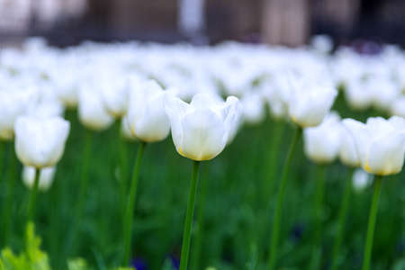 glade with white tulips backgroundの写真素材