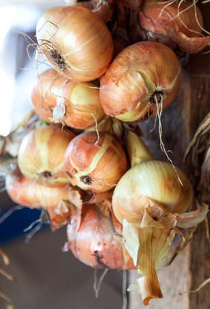 a bunch of old golden onionsの写真素材