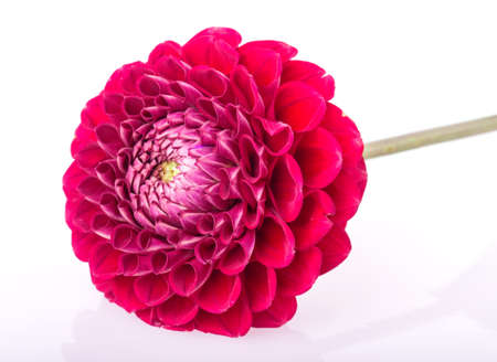 dahlia isolated on white backgroundの写真素材