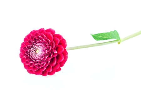 dahlia isolated on white backgroundの写真素材