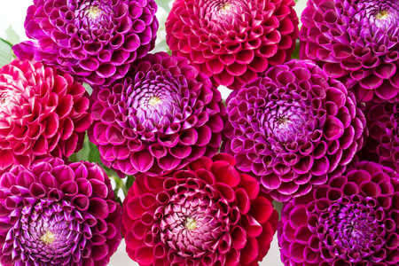 dahlia isolated on white backgroundの写真素材