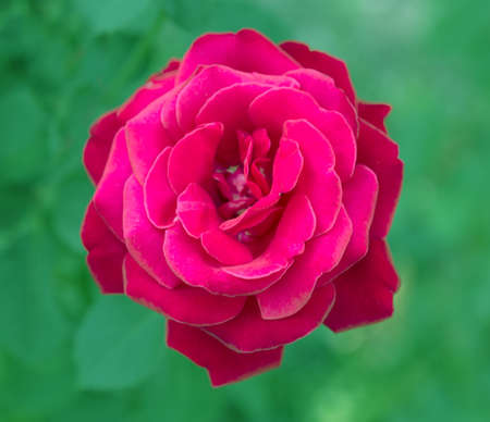 rose green background bud bloomsの写真素材