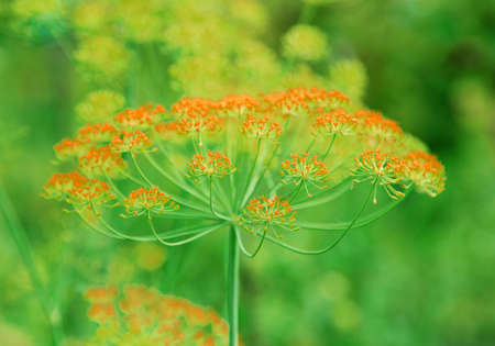 dill growing in the garden background of other plants