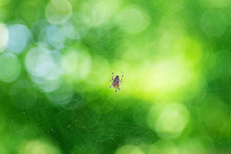 spider web on a green backgroundの写真素材