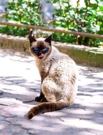 Siamese cat outside in the afternoonの写真素材