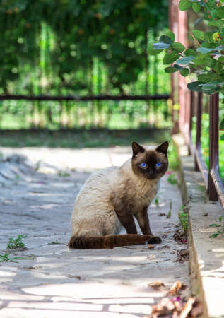 Siamese cat outside in the afternoonの写真素材