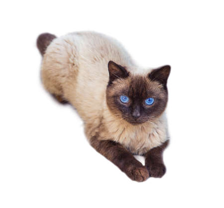 Siamese cat isolated on a white backgroundの写真素材