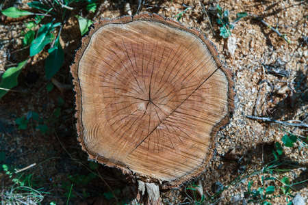 wood cut texture stump barkの写真素材