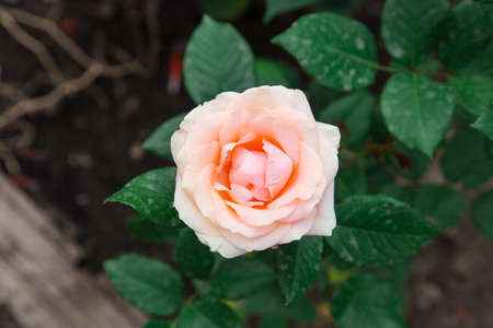 rose blooming in the gardenの写真素材