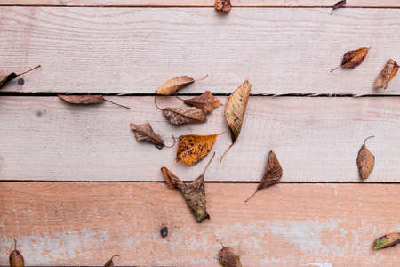 wood background leaf close-up textureの写真素材