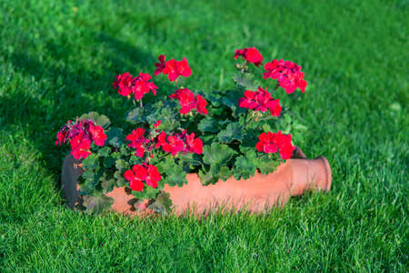 a pot of flowers on the streetの写真素材