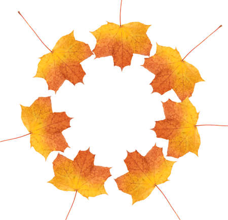 autumn leaf  isolated on white backgroundの写真素材