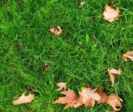 green grass lawn background textureの写真素材