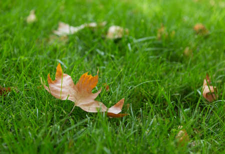 green grass lawn background texture