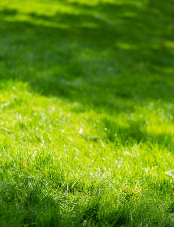 green grass lawn background textureの写真素材