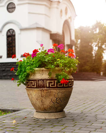 flower, flowerbed Petunia in potの写真素材