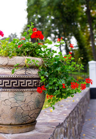 flower, flowerbed Petunia in potの写真素材