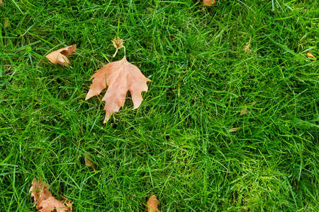 green grass lawn background textureの写真素材