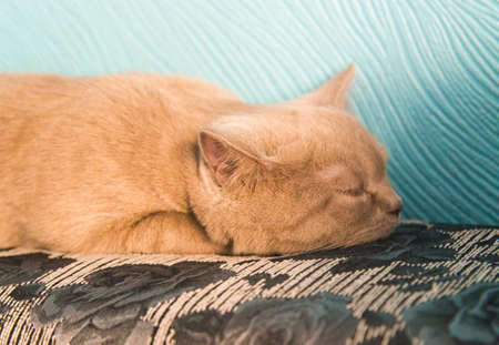 ginger cat on a blue backgroundの写真素材