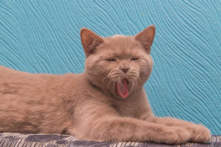 ginger cat on a blue backgroundの写真素材