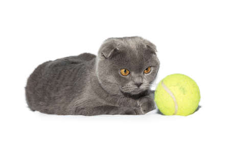 tennis ball cat Isolated on white backgroundの写真素材