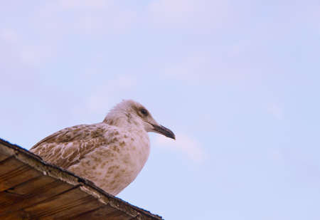 sky sea gull bird landscapeの写真素材