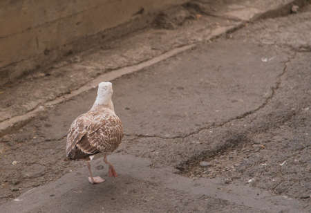 gull pavement bird goes to the cityの写真素材