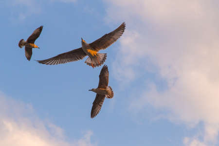 sky sea gull bird landscapeの写真素材