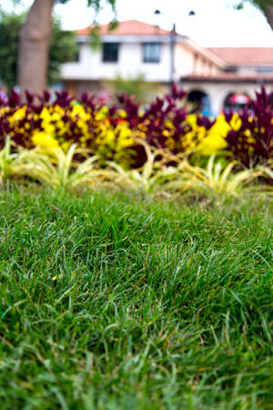 green grass background flowers dayの写真素材