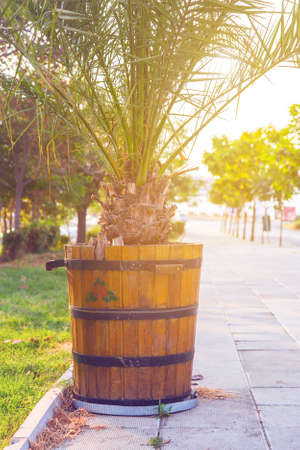 palm sky Summer day backgroundの写真素材