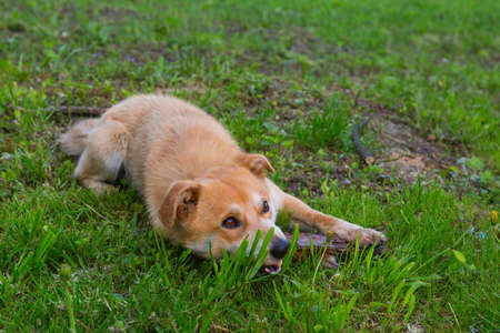 ginger dog grass in the park on the grassの写真素材
