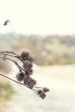 dry plant on nature backgroundの写真素材