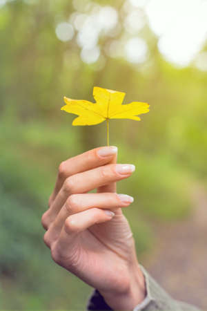 hand autumn yellow leaf parkの写真素材