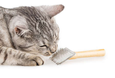 Brushes cat comb Isolated on white backgroundの写真素材