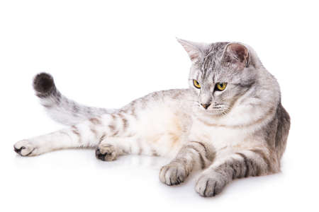 gray striped tabby cat Isolated on white backgroundの写真素材
