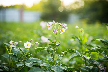 blossom potato plant green agricultureの写真素材