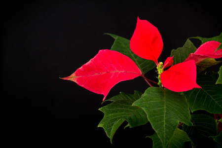 Christmas star flowerpot on black backgroundの写真素材