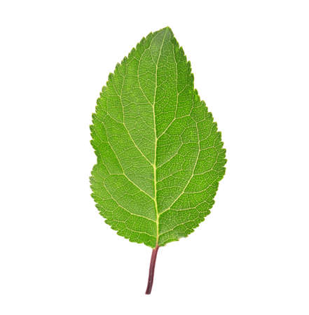 leaf isolated on white backgroundの写真素材