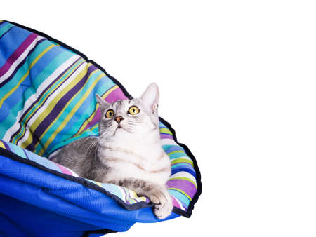 lounger cat Isolated on white backgroundの写真素材