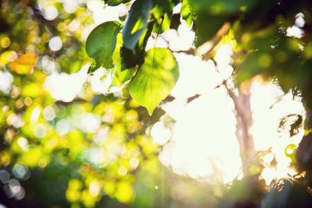 sunlight foliage green trees leavesの写真素材