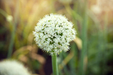 blossom bud of garlic greenの写真素材