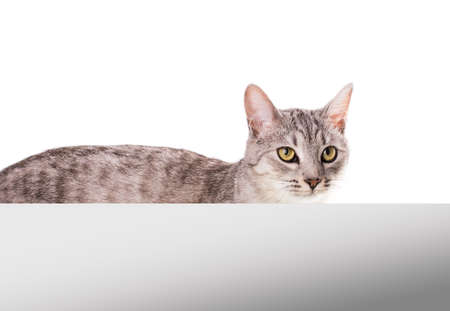 cat blank poster isolated on white background