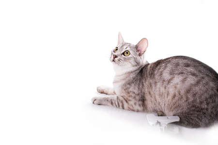 cat blank poster isolated on white backgroundの写真素材