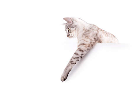 cat blank poster isolated on white backgroundの写真素材