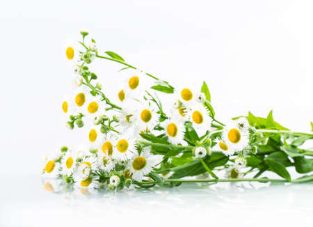 daisy flowers solated on white backgroundの写真素材