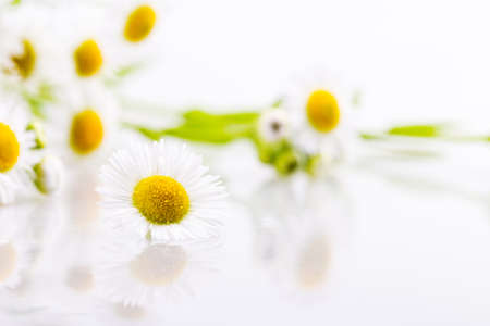 daisy flowers solated on white backgroundの写真素材