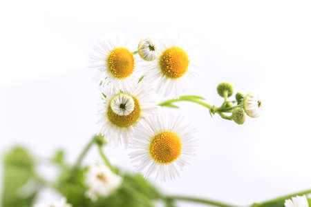 daisy flowers solated on white backgroundの写真素材