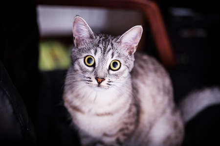 cute gray striped tabby catの写真素材