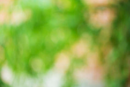 green leaves bokeh background outside dayの写真素材