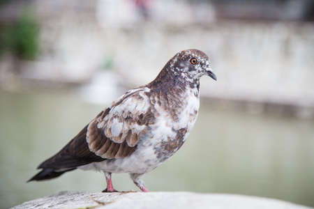 dove bird day outside backgroundの写真素材